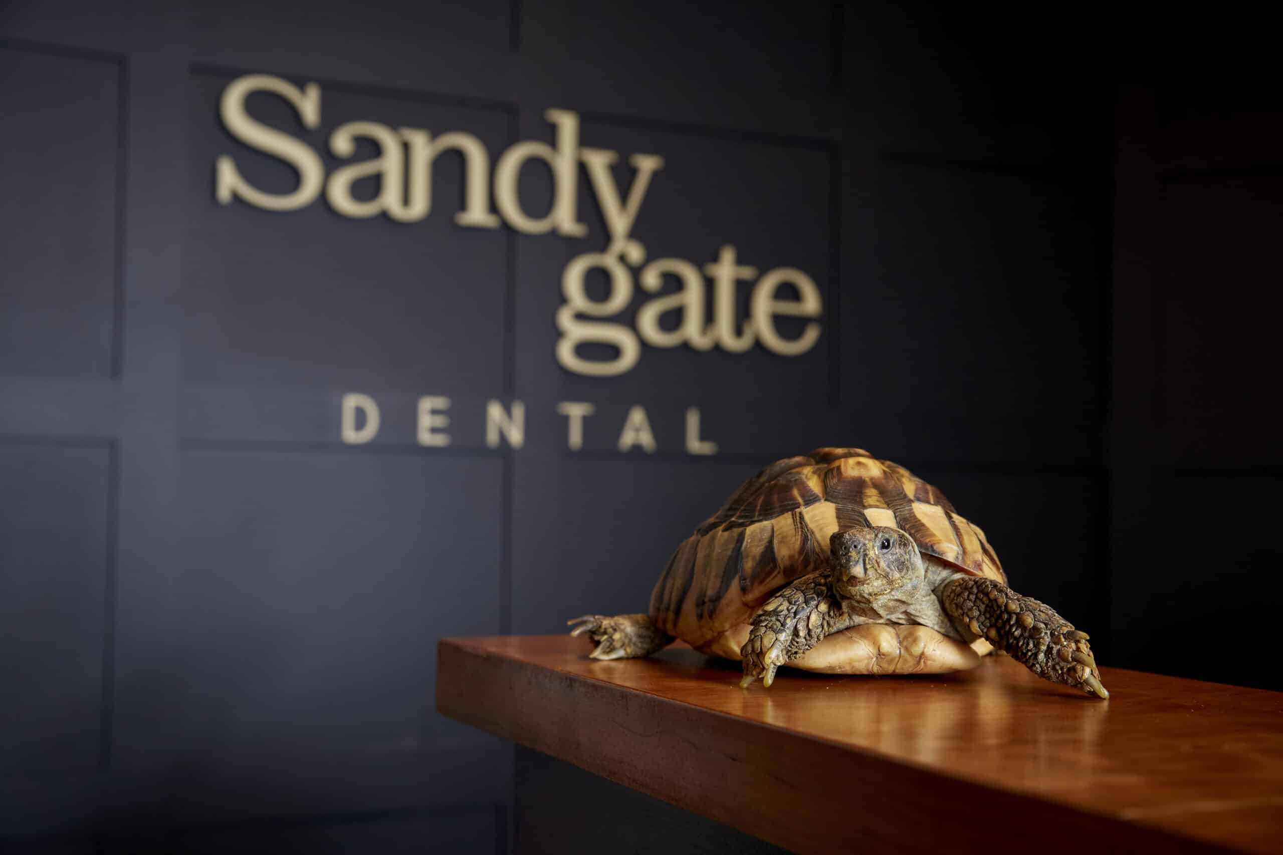 Toby the Tortoise | Sandygate Dental